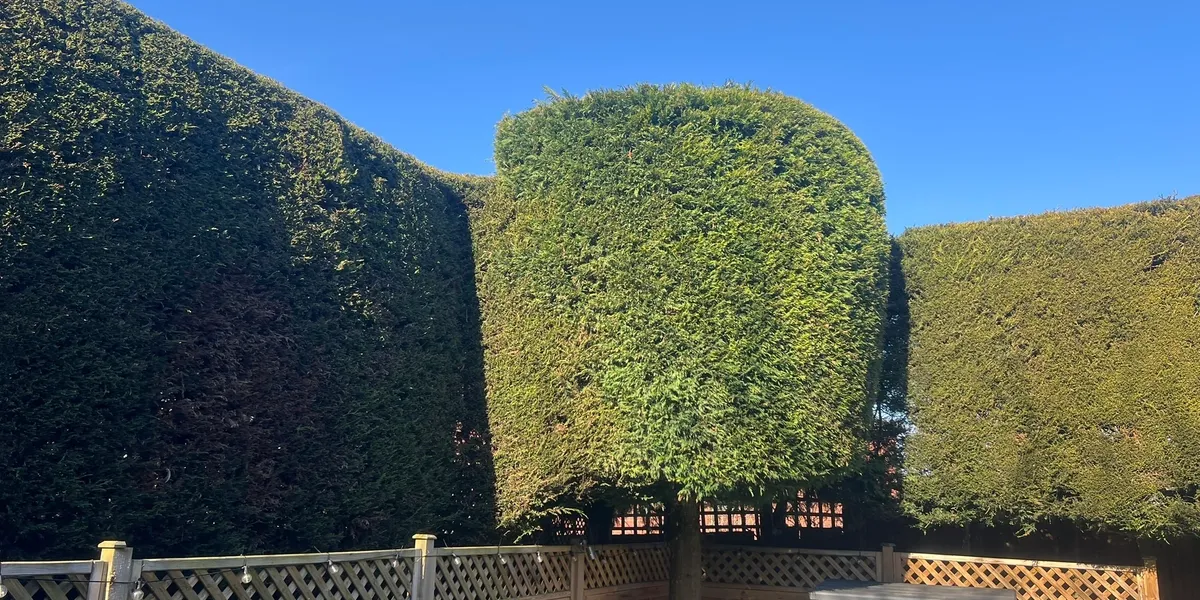 Hedge cutting and tree maintenance in progress