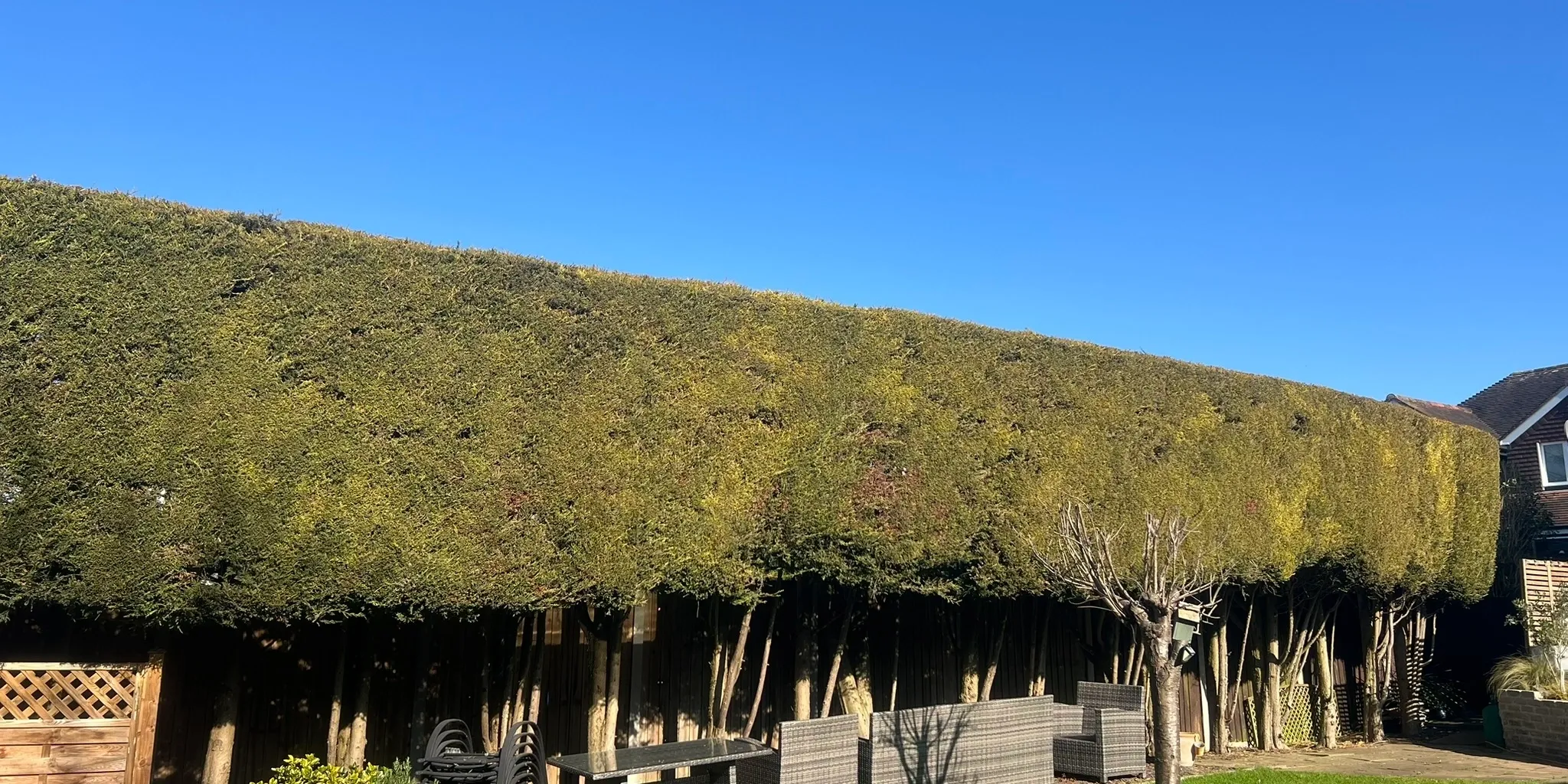 Completed tree work with site left tidy