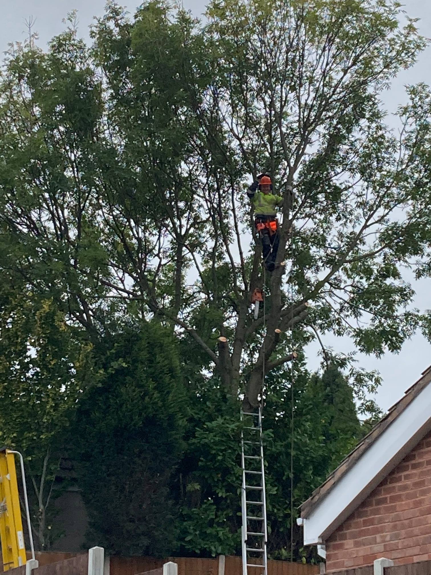 Tree surgery by DC Tree Care
