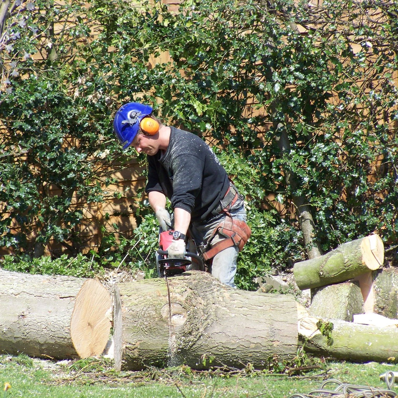 Tree surgeon working on a mature tree